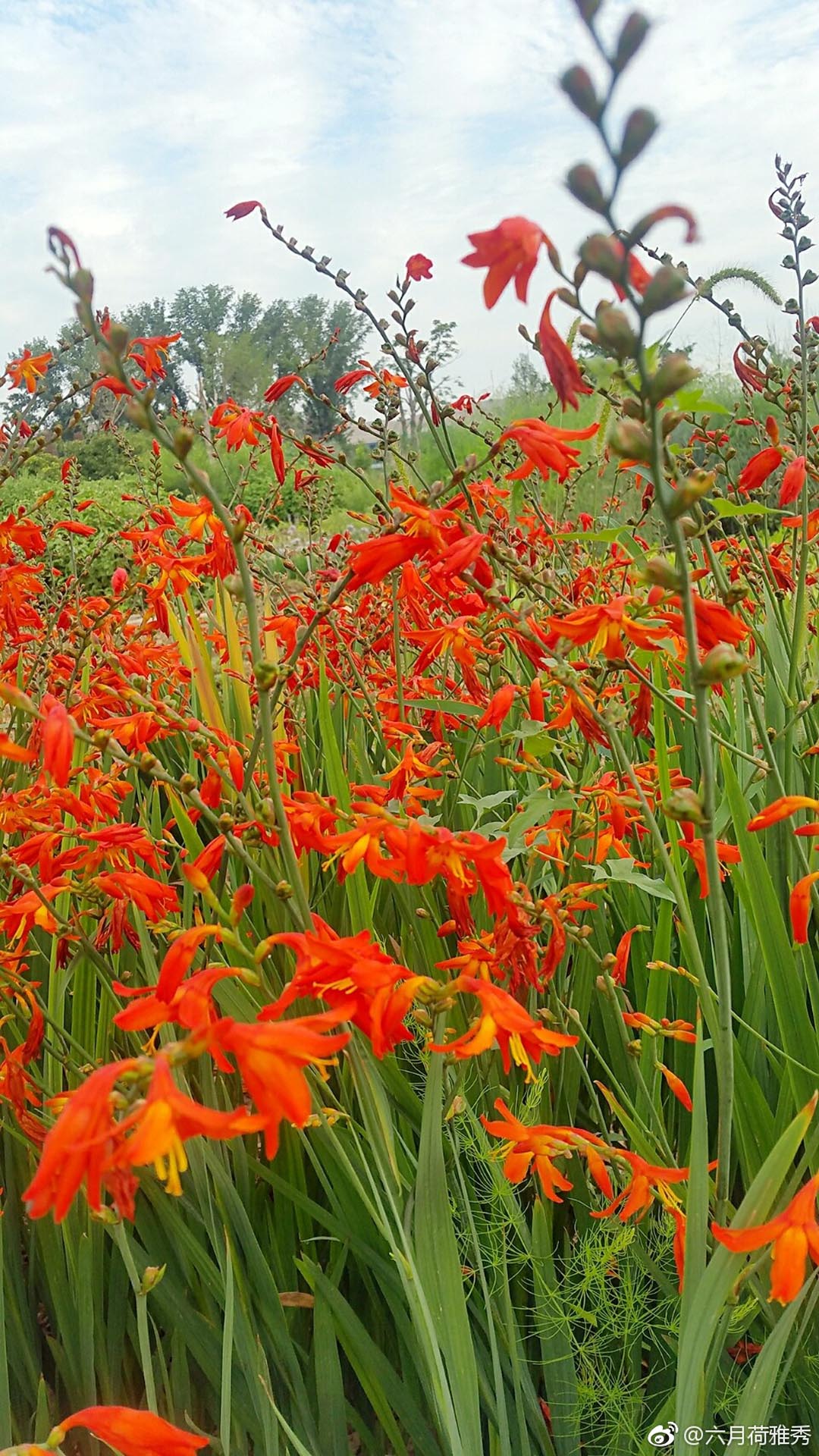 花卉/火星花/雄黄兰产品图