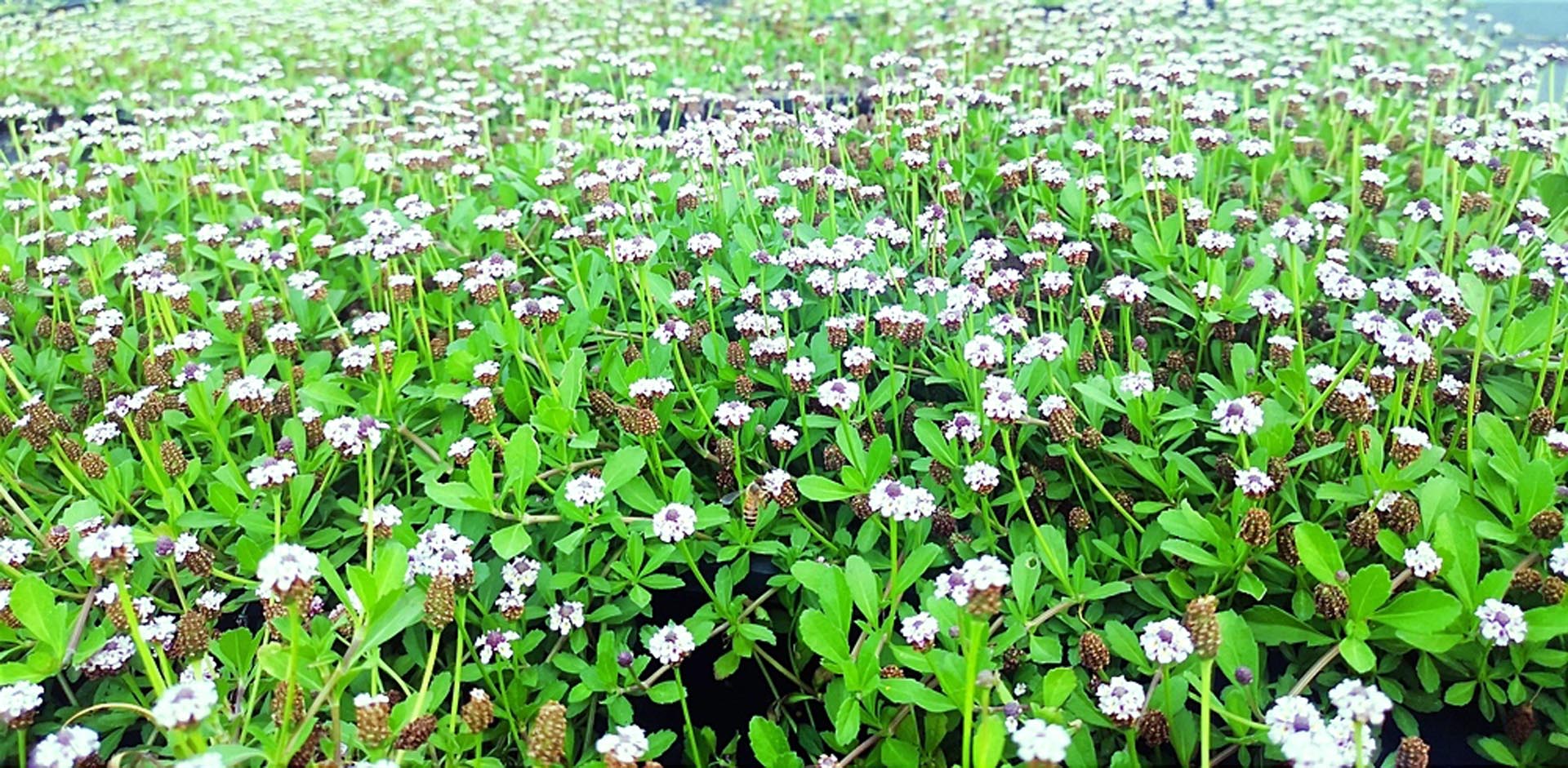 花卉/姬岩垂草/园艺产品图