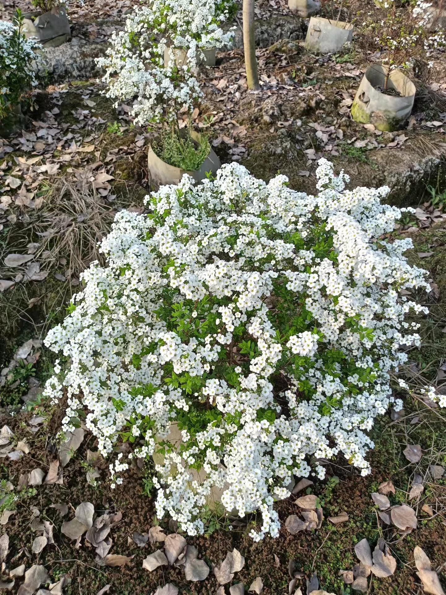 喷雪花/花卉/珍珠梅产品图