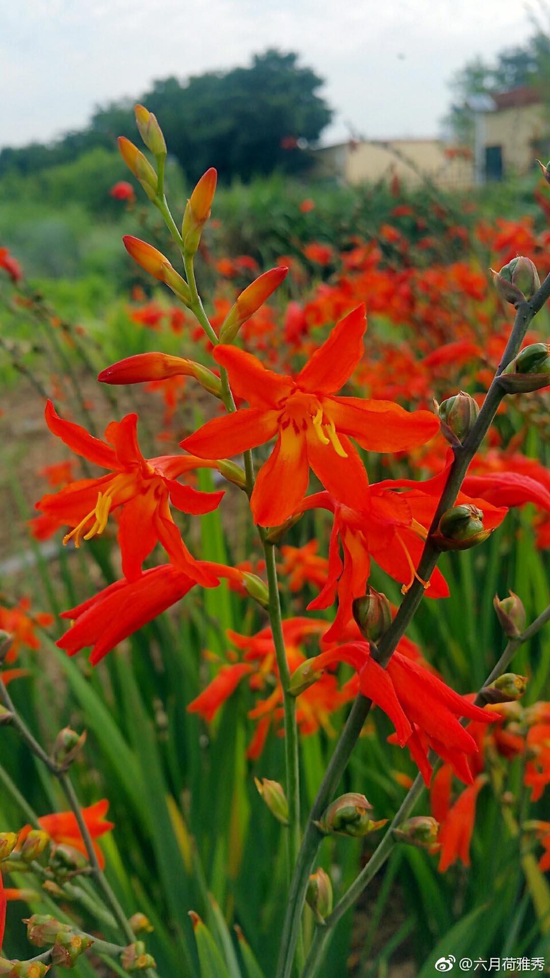 花卉/火星花/雄黄兰细节图