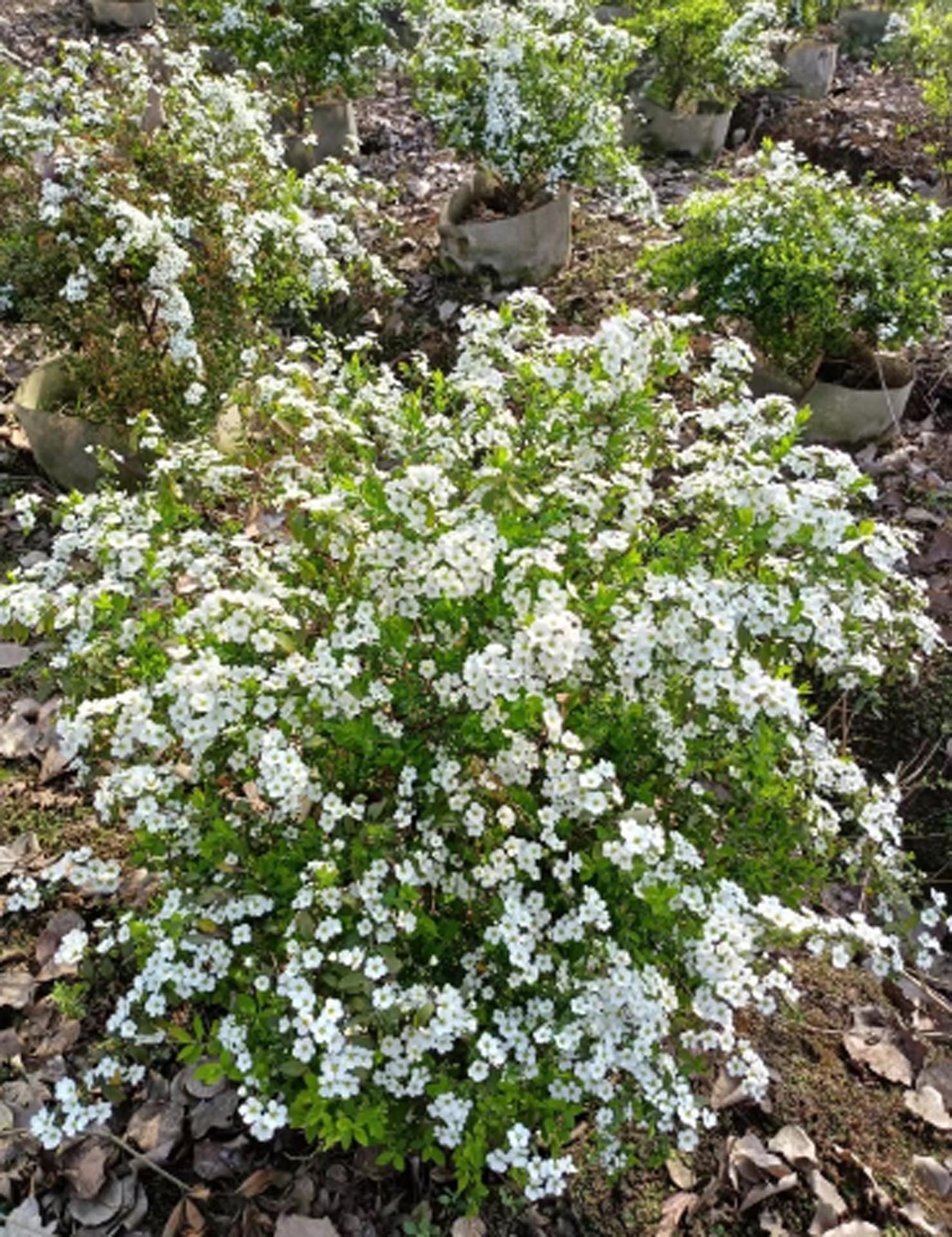 喷雪花/花卉/珍珠梅细节图