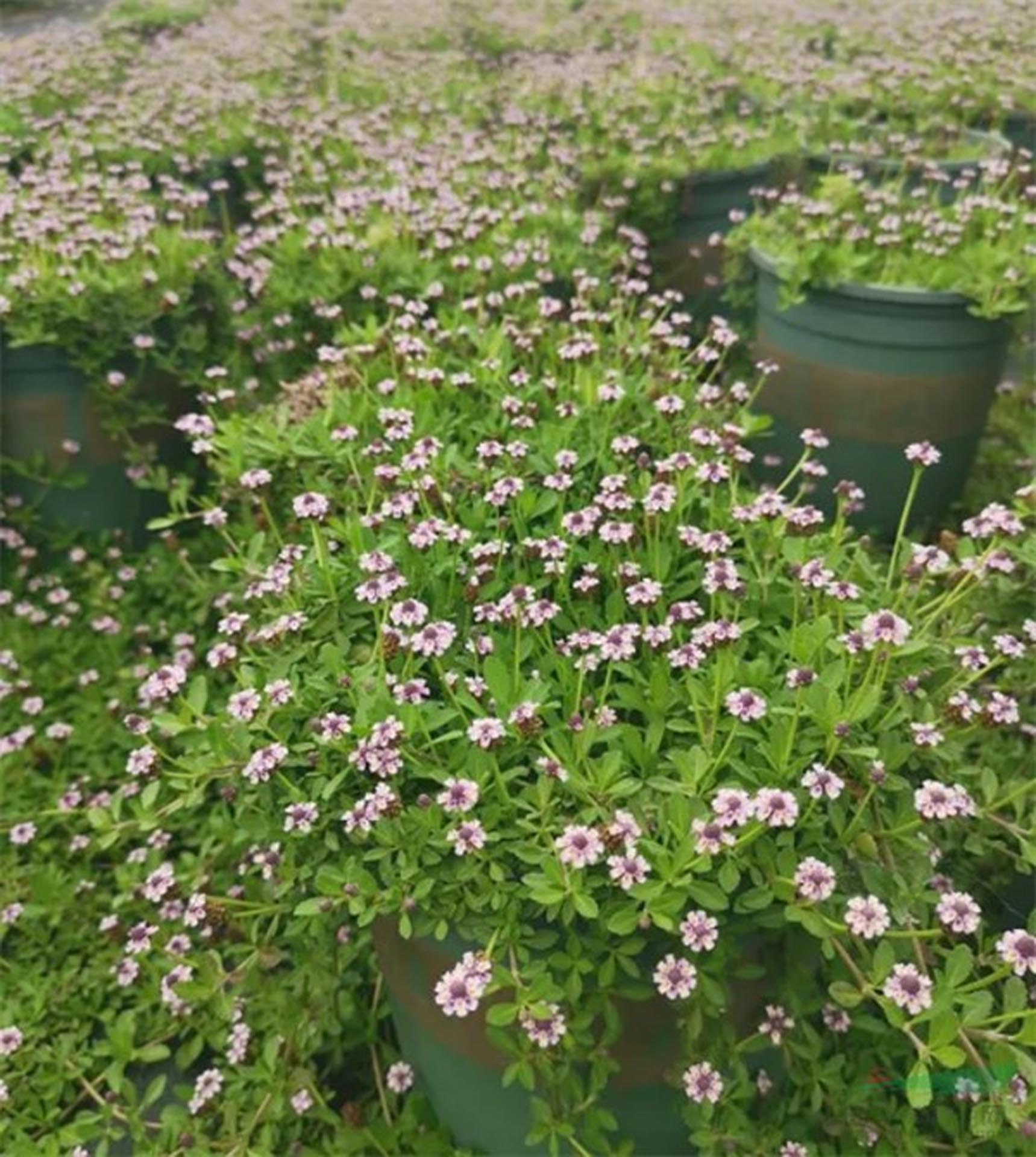 花卉/姬岩垂草/园艺细节图