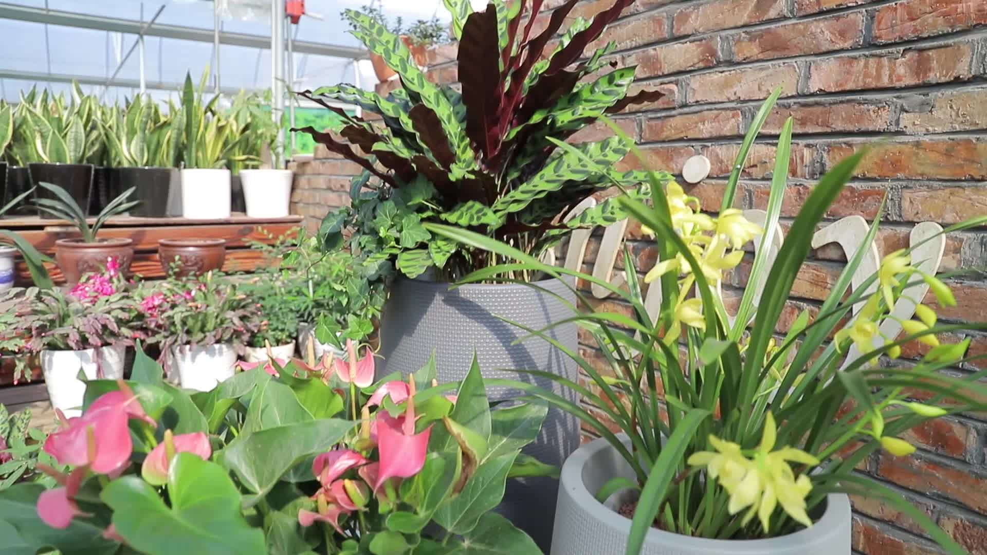 宗教用品布艺/圣诞球挂件/茶饼架/圣诞花环/圣诞球产品图