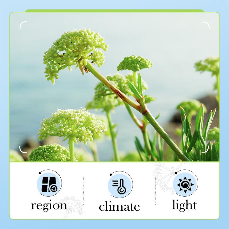 Cross-border foreign trade BIOAOUA Sea Fennel Hyaluronic Acid Anti-Wrinkle Facial Cleanser Hydrating and Moisturizing Gentle Oil-Control Facial Cleanser Item Picture