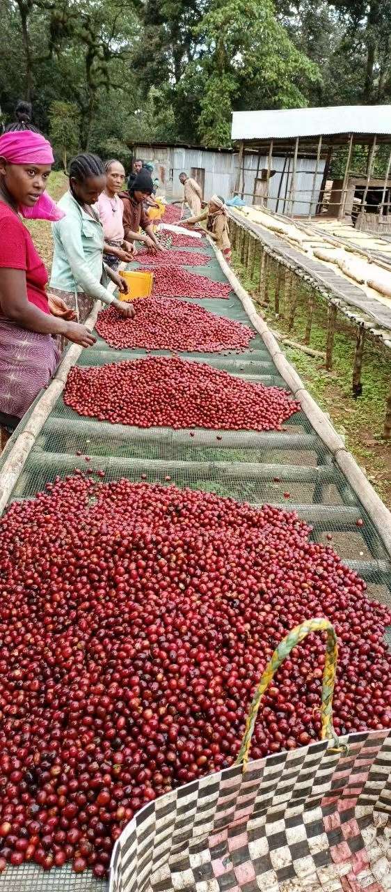 进口埃塞俄比亚精品咖啡豆详情图2