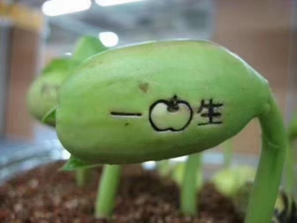 包邮种植盆栽儿童迷你桌面创意玩具神奇印字爱情魔豆种子多肉植物详情图2