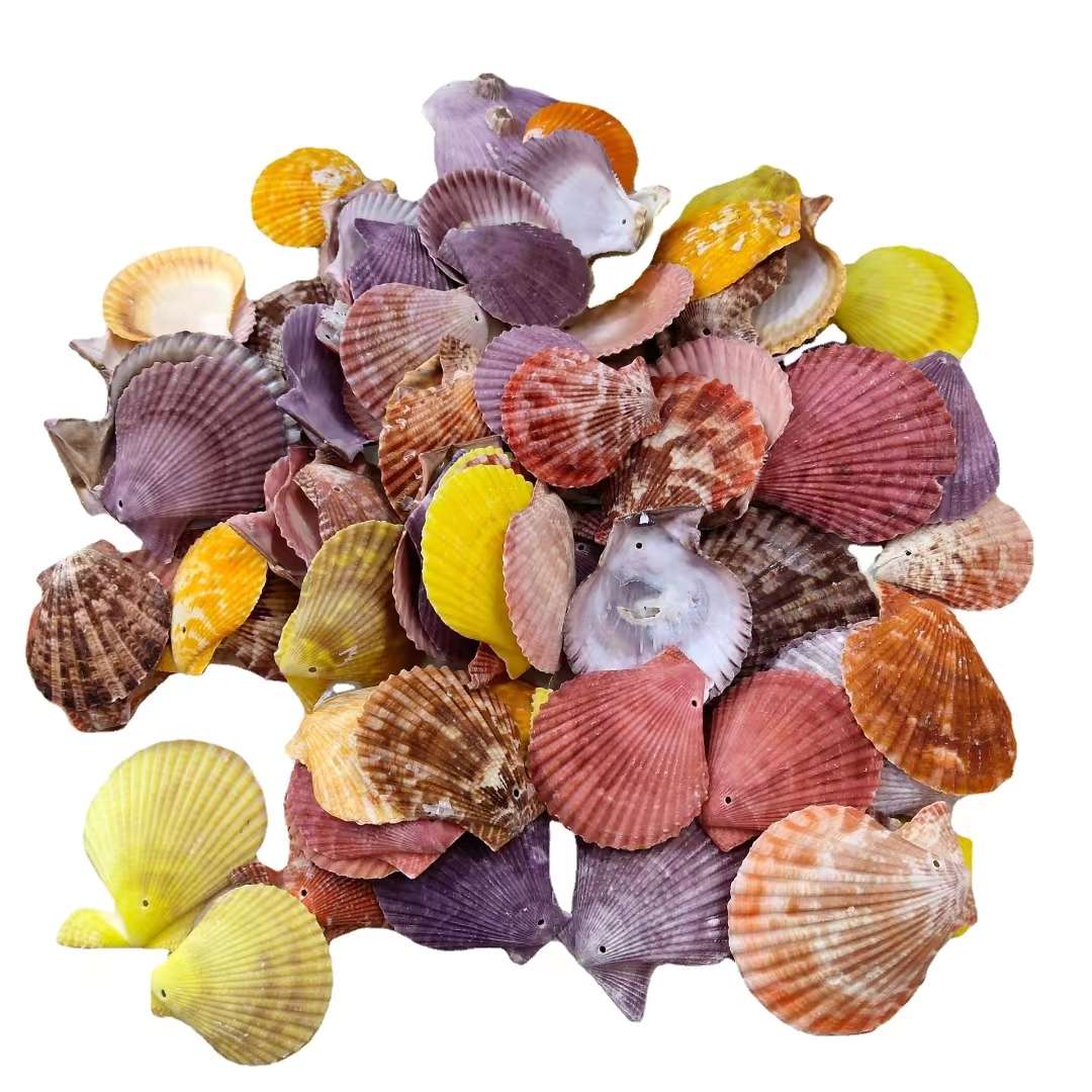 Factory direct sales of natural shells, conches, small starfish, fish tank landscaping handcrafted accessories, micro-landscape consumables, shells details Picture