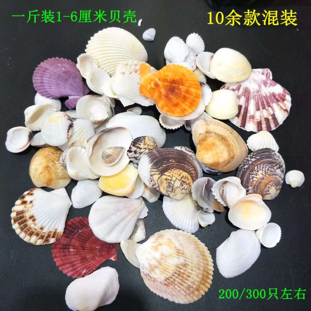 Factory direct sales of natural shells, conches, small starfish, fish tank landscaping handcrafted accessories, micro-landscape consumables, shells Item Picture