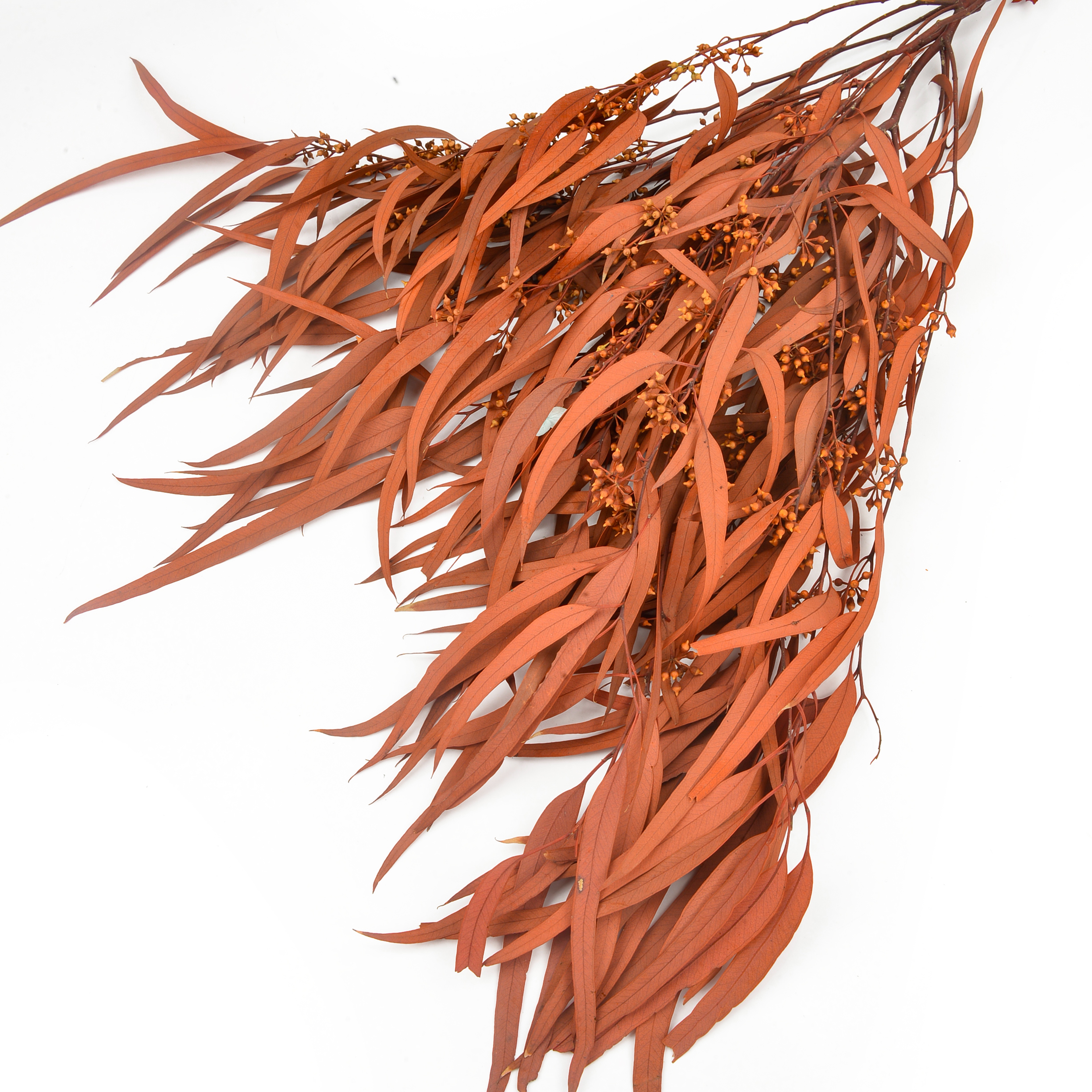 Xiaomi Ye Ran dried flowers and plants bouquet combination shooting props, living room decoration and arrangement, home flower arrangement diy materials, diverse colors, long display time, in stock Specification image