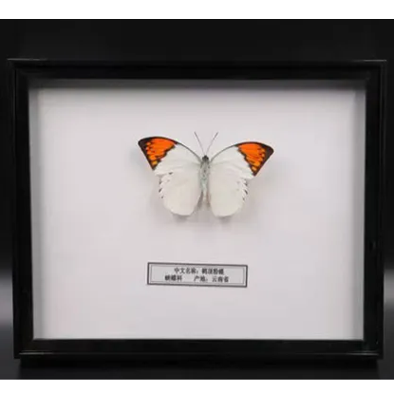 相框贝壳干花收纳框指甲饰品蝴蝶标本展示框2