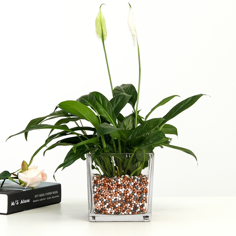 水培植物瓶、生态瓶实物图